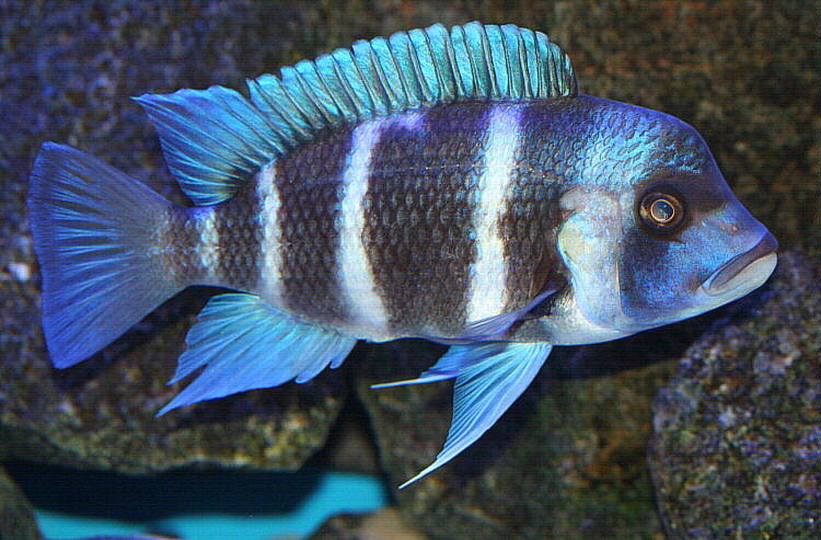 Cyphotilapia frontosa